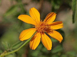 Image showing orange zinnia