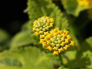 Image showing yellow lantana
