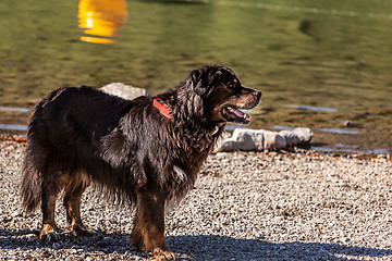 Image showing Bernese Mountain Dog