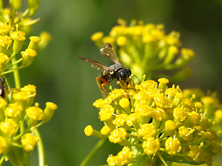 Image showing bee on a fennel