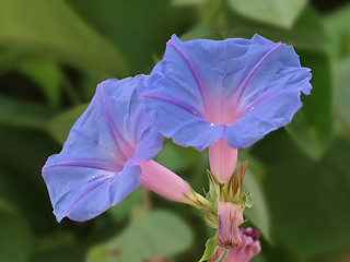 Image showing morning glories