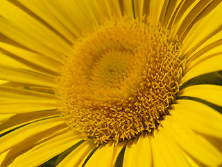 Image showing yellow flower