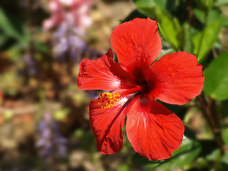 Image showing red hibiscus