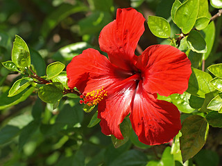 Image showing red hibiscus