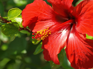 Image showing red hibiscus