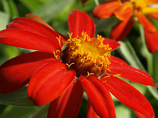 Image showing red zinnia