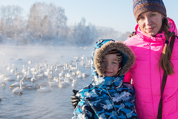 Image showing Beautiful white whooping swans