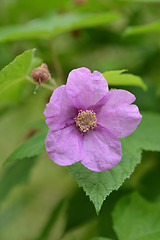 Image showing Flowering raspberry