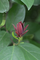 Image showing Carolina allspice