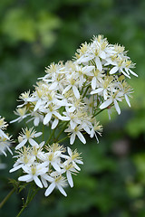 Image showing Erect clematis