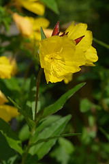 Image showing Narrowleaf evening primrose