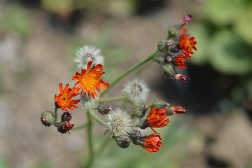 Image showing Orange hawkweed