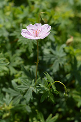Image showing Striped bloody cranesbill