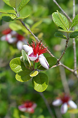 Image showing Feijoa flowers