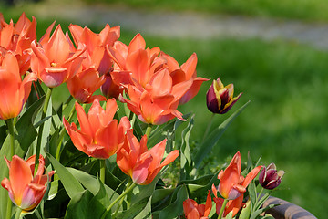 Image showing Flowers at Chiemsee