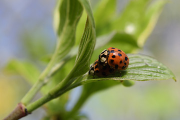 Image showing Ladybug in the spring