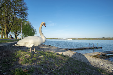 Image showing Swan on the beach