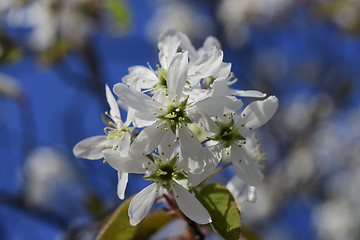 Image showing Cherry blossoms in spring