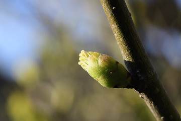 Image showing Leaves sprout on a tree