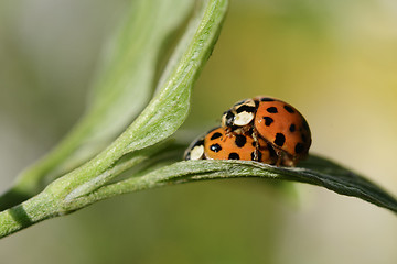 Image showing Ladybug in the spring