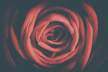 Image showing Detail red rose