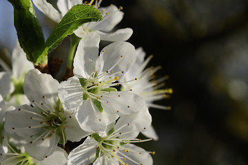 Image showing Cherry blossoms in spring