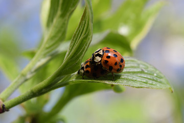 Image showing Ladybug in the spring