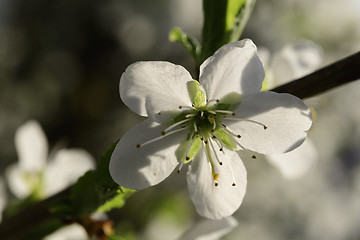 Image showing Cherry blossoms in spring