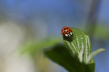 Image showing Ladybug in the spring