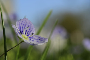 Image showing Little blue flower