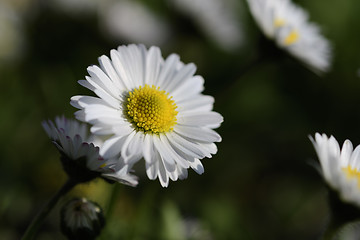 Image showing Daisies on a meadow