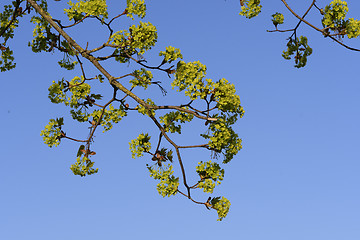 Image showing Leaves sprout on a tree