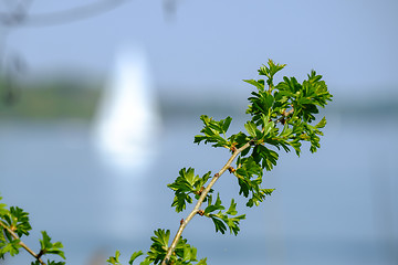 Image showing Chiemsee with boat