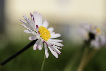 Image showing Daisies on a meadow