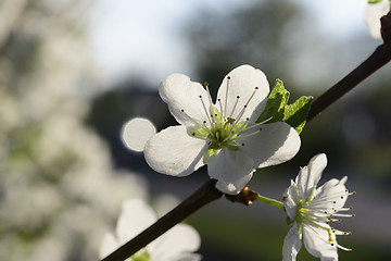 Image showing Cherry blossoms in spring