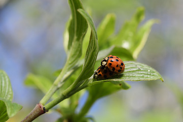 Image showing Ladybug in the spring