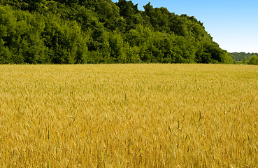 Image showing field of wheat