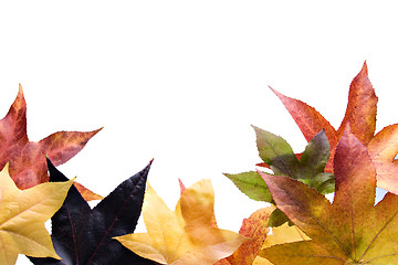 Image showing Autumn fall Leaves