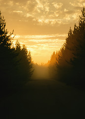 Image showing Golden Foggy Sunset Landscape With Silhouettes Of Spruce