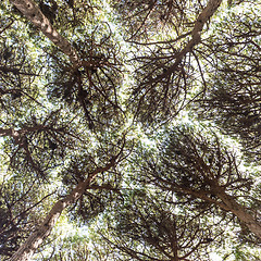 Image showing Dense pine trees forest texture