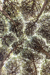 Image showing Dense pine trees forest texture