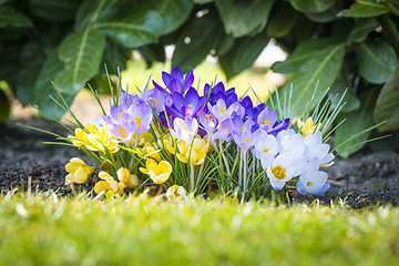 Image showing Colorful crocus flowers in various colors