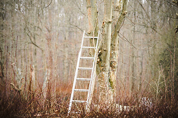 Image showing Metal ladder in a tree in the fall