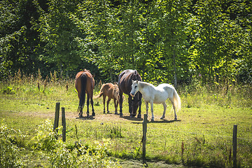 Image showing Horses on a meadow in the summer