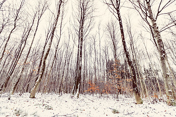 Image showing Tall trees in a forest at wintertime