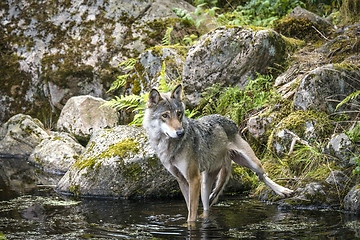 Image showing Grey wolf in a river with rocks