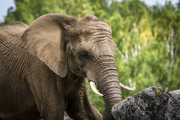 Image showing Elephant playing with a rock