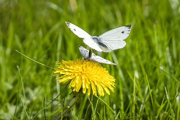 Image showing Pieris Brassicae butterflies in the mating act in the spring