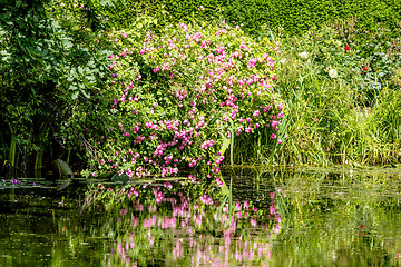 Image showing Colorful flowers in pink colors reflection