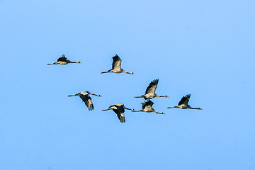 Image showing Flock of cranes flying in the air